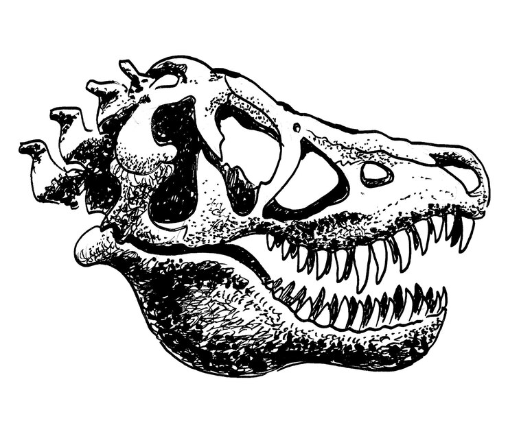 Foto um desenho de um crânio com a palavra t - rex nele.