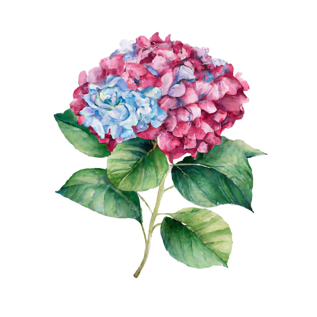 Foto um desenho em aquarela de uma hortênsia azul e rosa com folhas