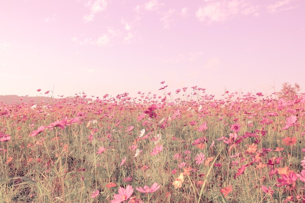 Um desfoque suave do campo de flores do cosmos com o estilo vintage de cor rosa para o fundo