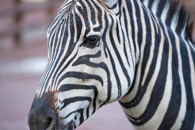 Foto um detalhe de uma zebra em close