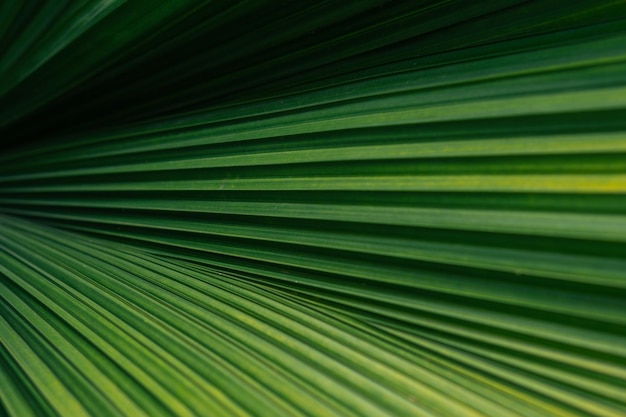 Um detalhe estético da textura da folha de palmeira verde