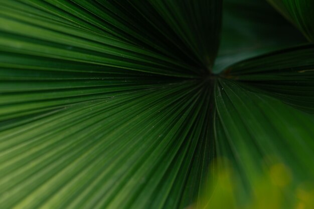 Um detalhe estético da textura da folha de palmeira verde