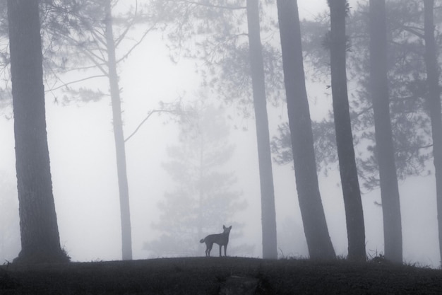 Um dia de neblina na floresta