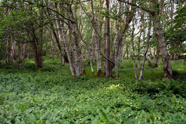 Um dia em um bosque de bétulas. Uma paisagem com muitas bétulas verdes e uma espessa camada de vegetação verde