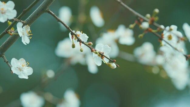 Um dia ensolarado de primavera, uma ameixa branca floresce, árvores frutíferas florescem com folhas que florescem na primavera.