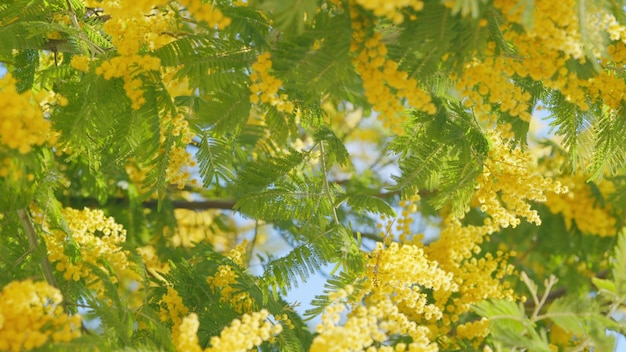 Um dia ensolarado de primavera, uma árvore de mimosa amarela e fofa, uma acácia dealbata, flores de uma árvore mimosa. A primavera está chegando.