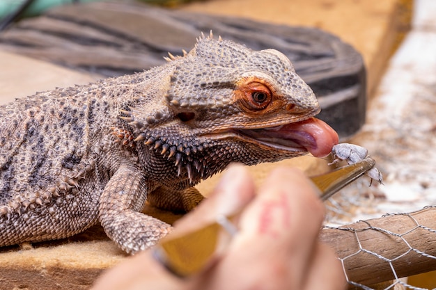 Foto um dragão barbudo comendo grilo.