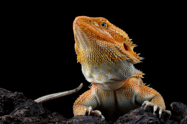 Foto um dragão barbudo olha para a câmera.