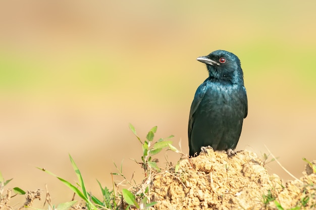 Um drongo preto sentado em um pedaço de solo em luz dourada