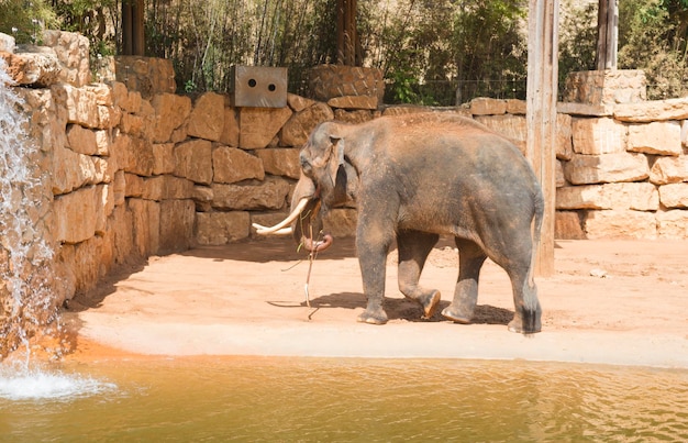 Um elefante asiático no zoológico. O grande elefante na gaiola com água em um dia quente de verão.