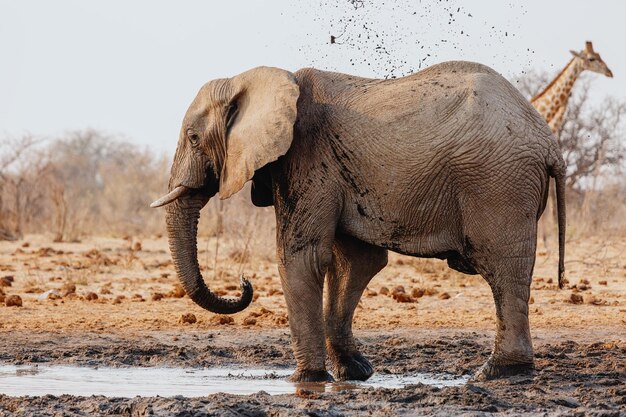 Um elefante banha-se na água e num pântano no Parque Nacional Etosha. Namíbia