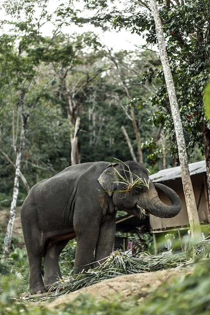 Um elefante está andando na selva.