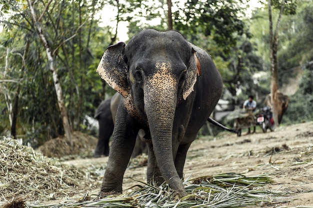 Um elefante está andando na selva.