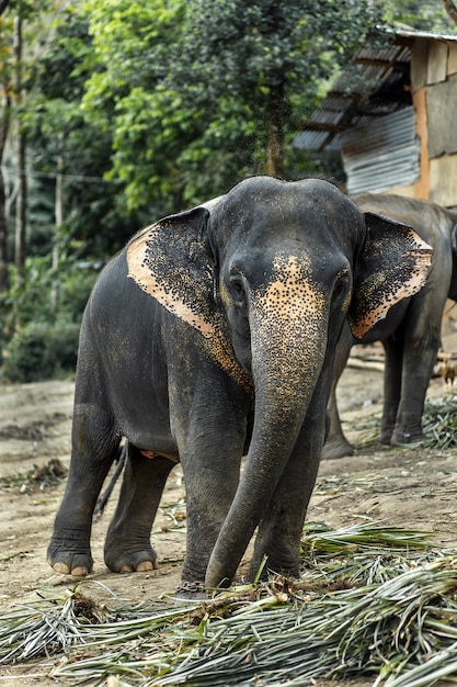 Um elefante está andando na selva.