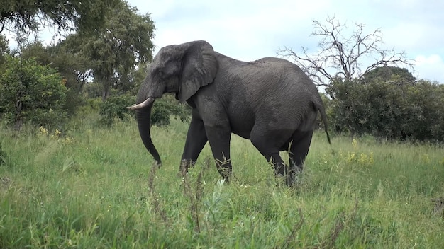 Um elefante está andando por um campo de grama alta