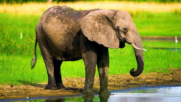 Um elefante está parado no rio
