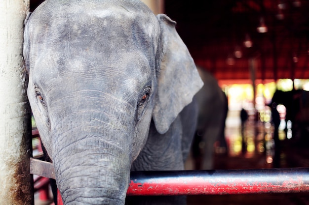Foto um elefante grande bonito com olhos tristes ao sul do jardim zoológico.