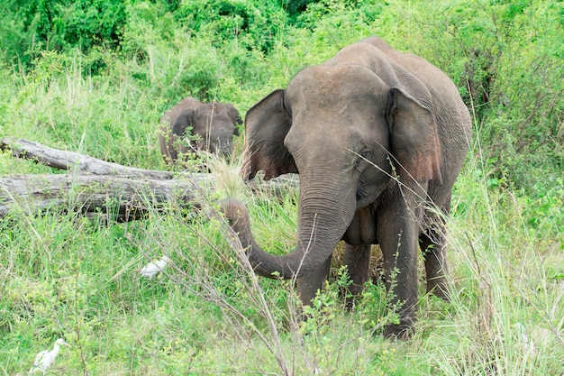 Um elefante jovem ao lado de um adulto.