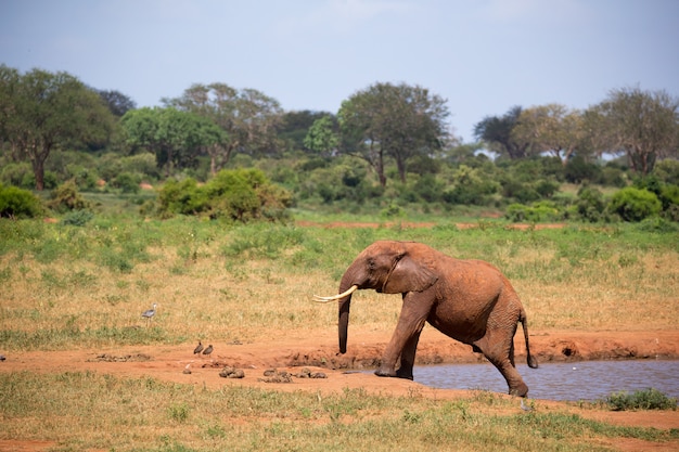 Um elefante no poço na savana do quênia