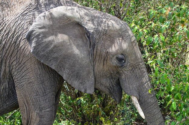 Um elefante pegando um galho de um arbusto com sua tromba