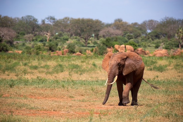 Um elefante vermelho está caminhando na savana do Quênia