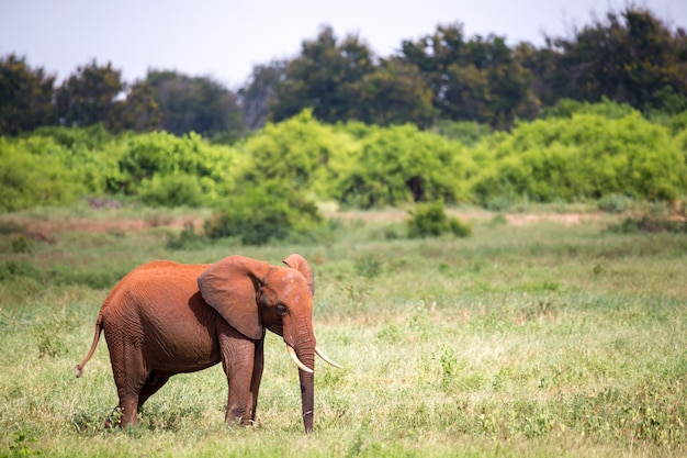 Um elefante vermelho está de pé na pastagem