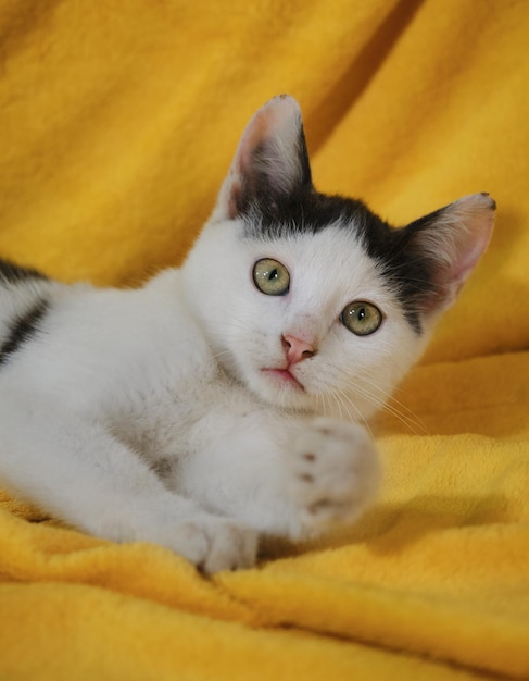 Foto um encantador gatinho branco-acinzentado, com olhos verdes e nariz rosa, está deitado sobre uma colcha amarela