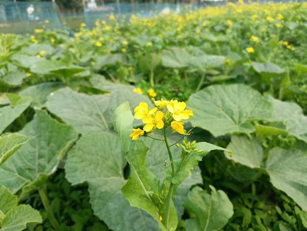 Um encontro de perto com flores amarelas