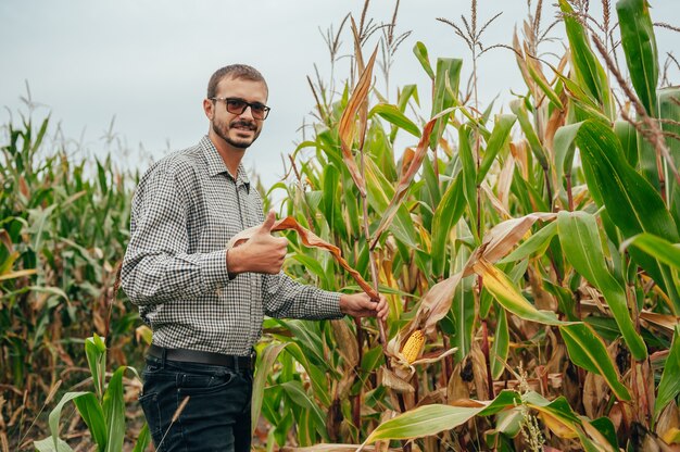 Um engenheiro agrônomo segura o computador tablet touch pad na plantação de milho e examina as colheitas antes da colheita