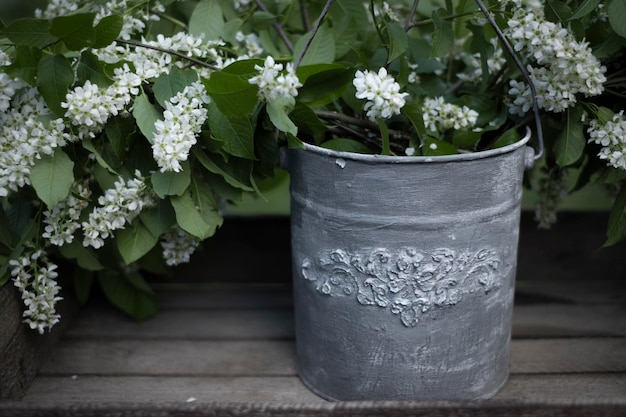 Um enorme buquê de cereja perfumada em um plantador retrô galvanizado