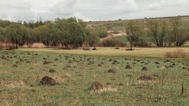 Um enorme campo verde com muitos formigueiros gigantes