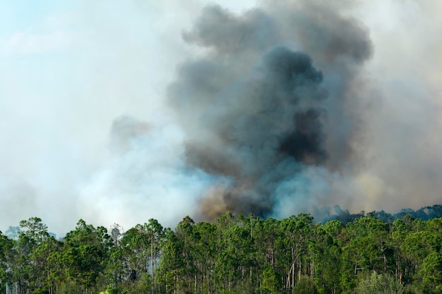 Um enorme incêndio está a arder severamente nas florestas da Flórida. Chamas quentes na floresta. Fumaça espessa a subir.