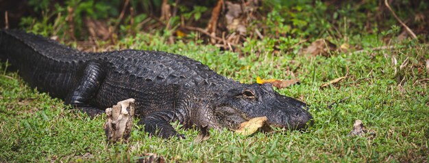 Um enorme jacaré no gramado em um dia ensolarado e quente no Parque Natural Everglades da Flórida