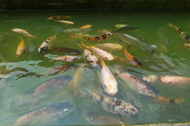 Foto um enorme peixe koi a nadar na lagoa.