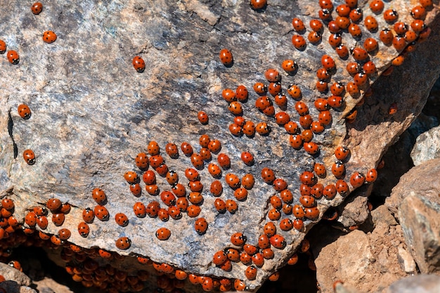 Um enxame de joaninhas (coccinellidae) em Chipre