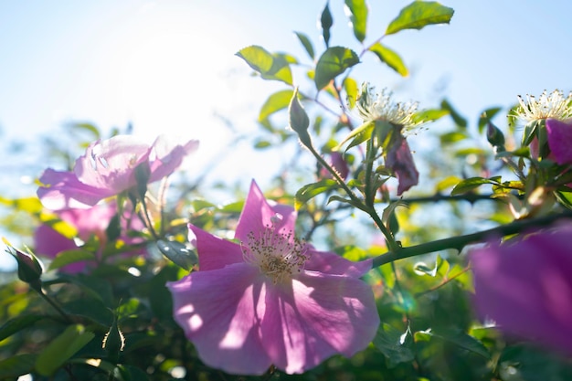 Um espetáculo da natureza a rosa selvagem