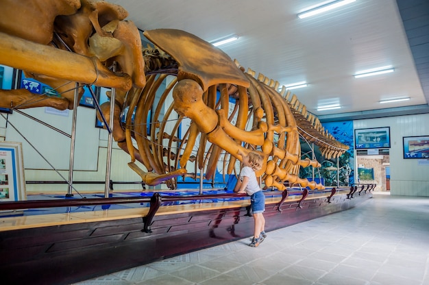 Um esqueleto de baleia no museu oceanográfico nacional