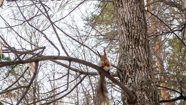 Um esquilo engraçado senta-se em um galho no parque e mordisca uma noz que ele segura em suas patas