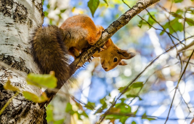 Um esquilo está sentado em um galho de árvore.