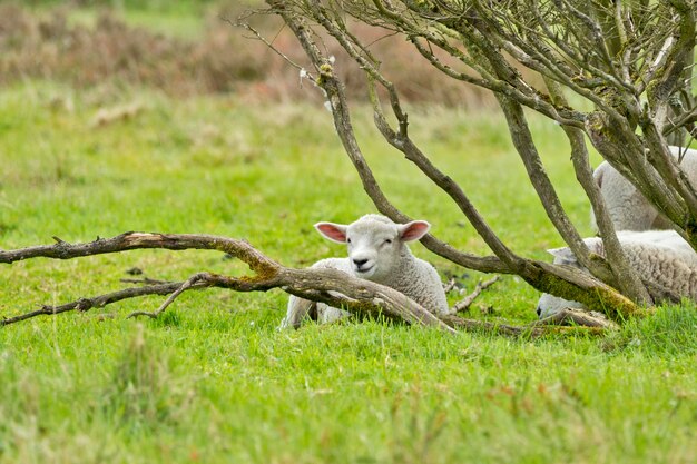 Foto um esquilo num campo