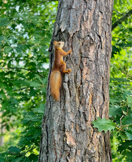 Um esquilo numa árvore.