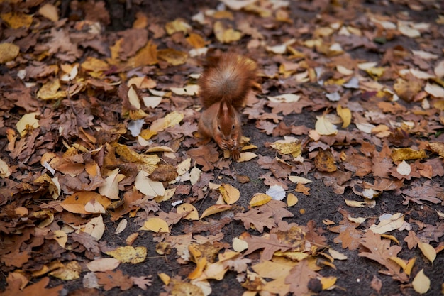 Um esquilo senta-se em um parque de outono e come uma noz. Roedor. Lindo esquilo vermelho no parque
