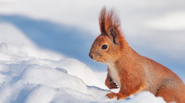 Um esquilo senta-se na neve branca e come uma noz Um maravilhoso dia de inverno