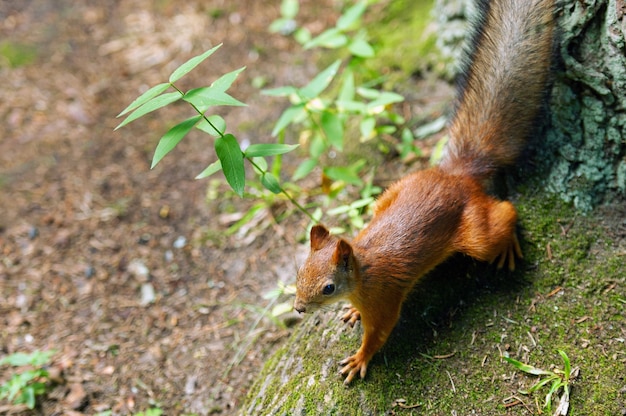 Um esquilo senta-se no chão e na floresta em um parque natural.