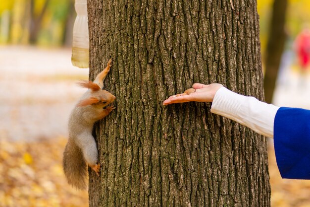 Um esquilo sentado no tronco de uma árvore tira nozes da mão de uma pessoa em um parque de outono.