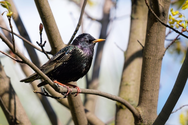 Um estorninho na árvore na primavera