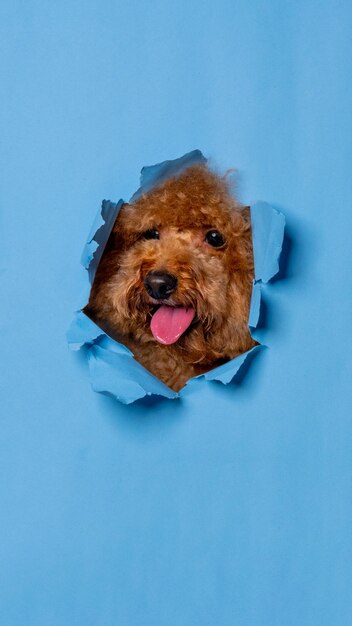 Um estúdio de ensaio fotográfico de cachorro poodle chocolate masculino fotografia de animais de estimação com conceito quebrando a cabeça de papel azul através dele com expressão