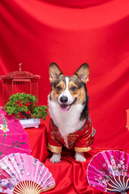 Um estúdio de fotografia de animais de estimação corgi pembroke galês masculino com fundo vermelho vestido e decoração de ano novo chinês