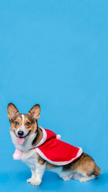 Um estúdio de fotografia de animais de estimação corgi pembroke galês masculino isolado com fundo azul vestido e decoração de natal