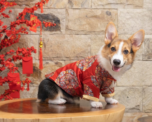 Um estúdio de fotografia de animais de estimação corgi pembroke galês masculino isolado com fundo azul vestido e decoração de natal